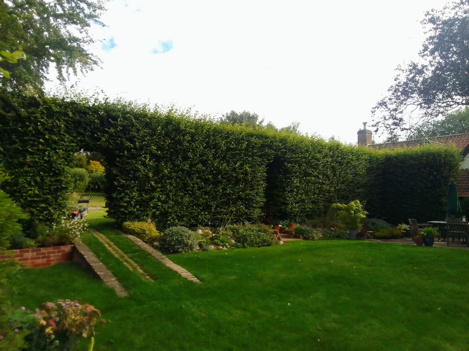Beech Hedge trimming
