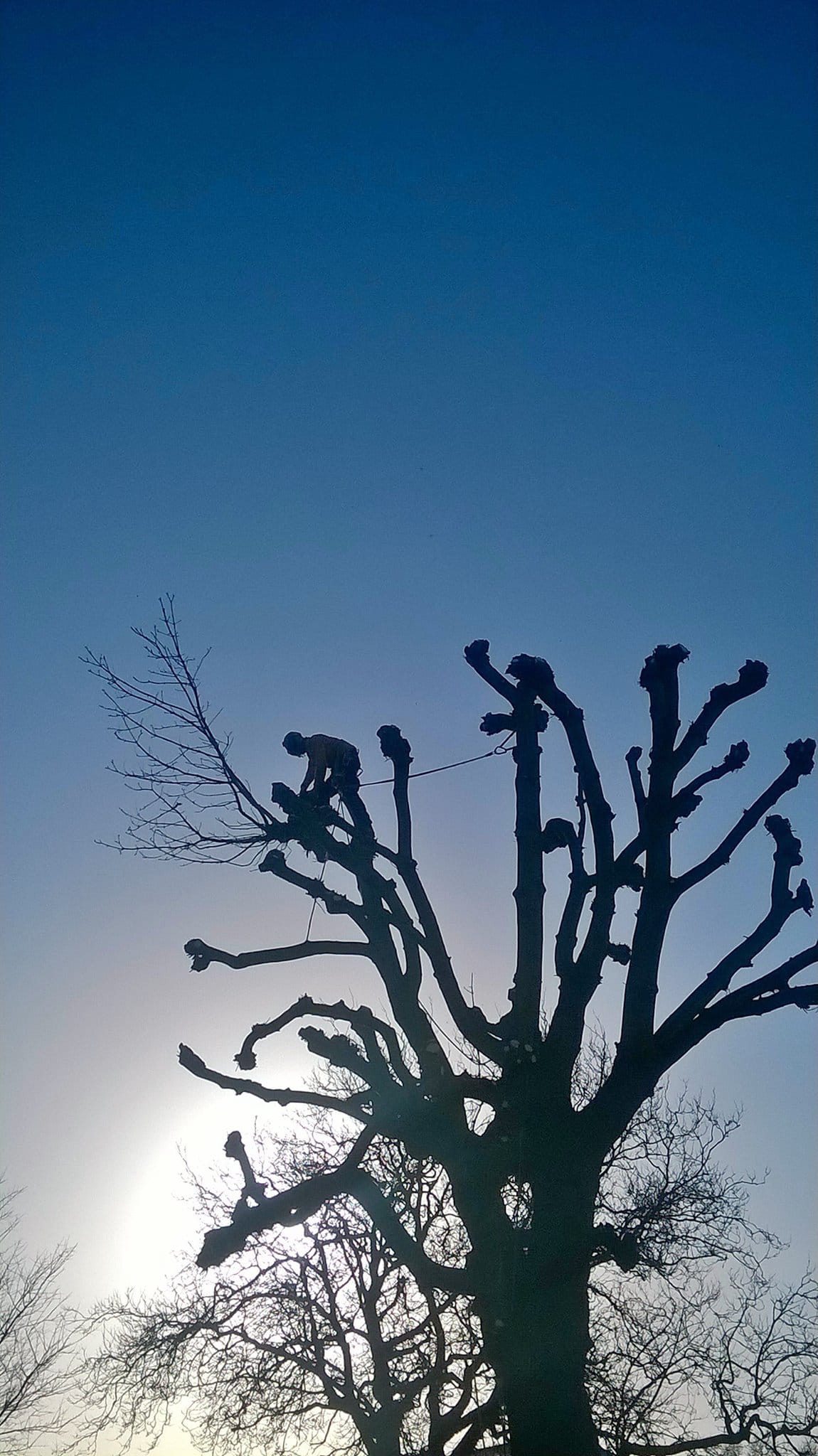 Field Maple Pollarding overview