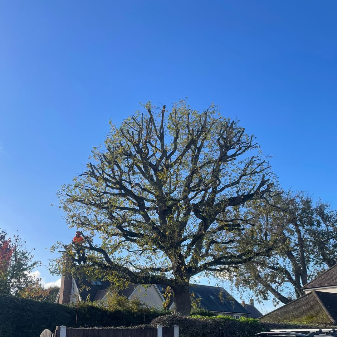 English Oak Reduction overview