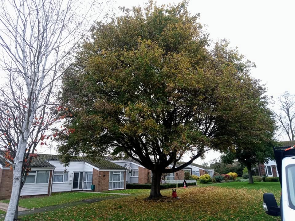 Field Maple before reduction