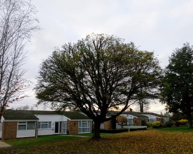 Field Maple Reduction overview