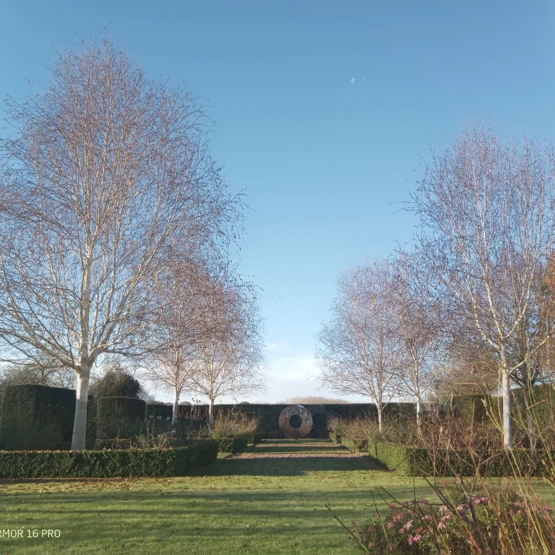 Silver Birch pruning work