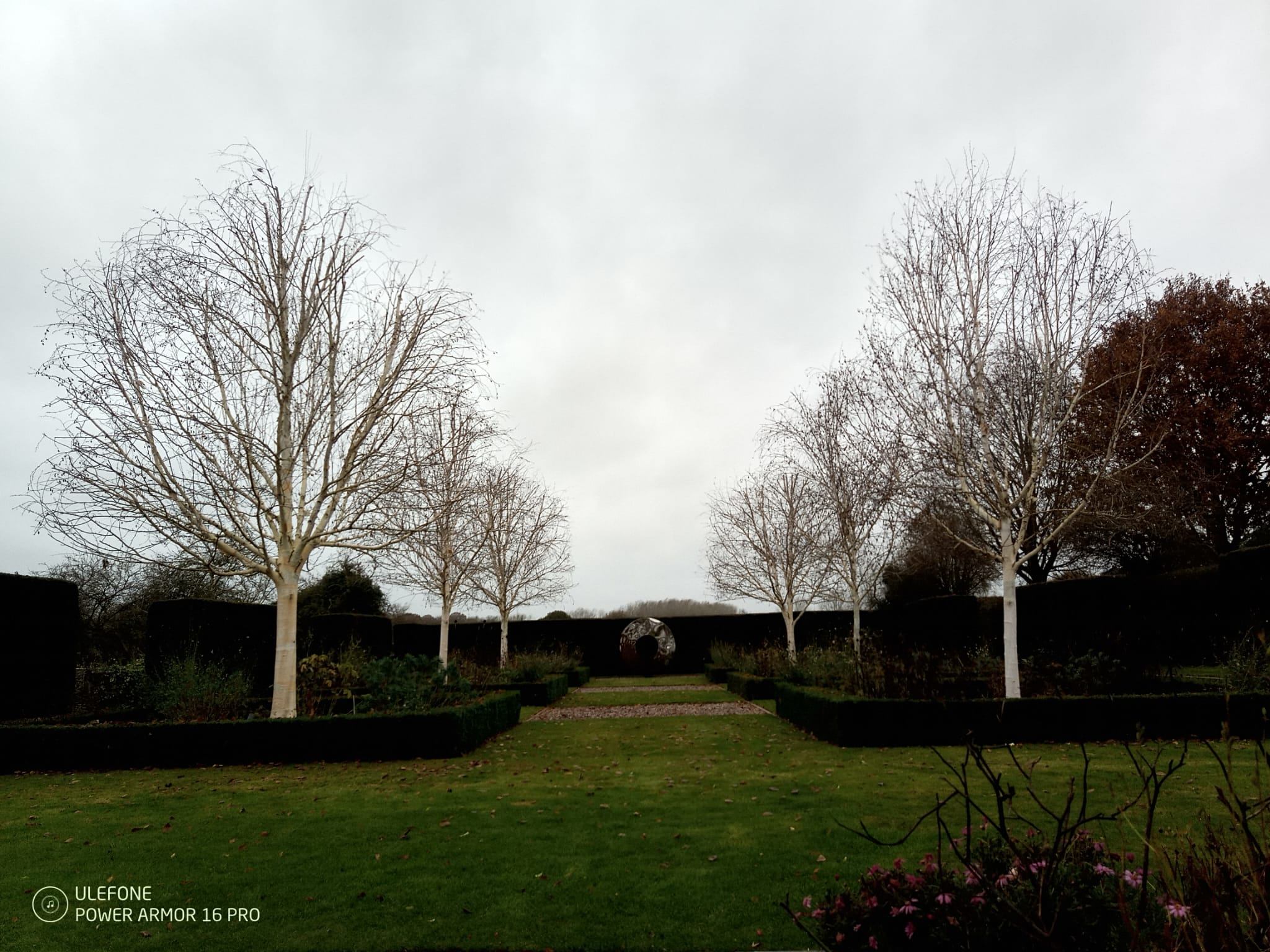 Silver Birch Reduction overview