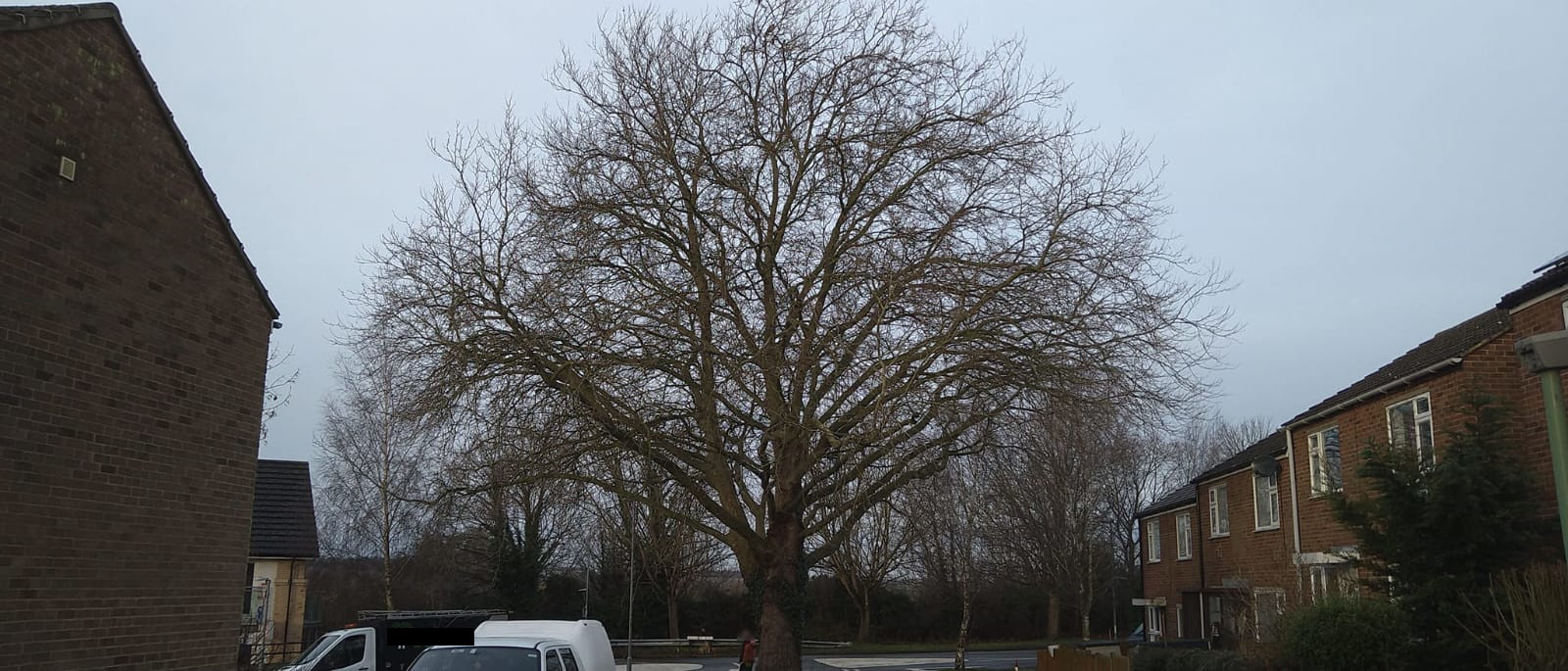 London Plane before reduction