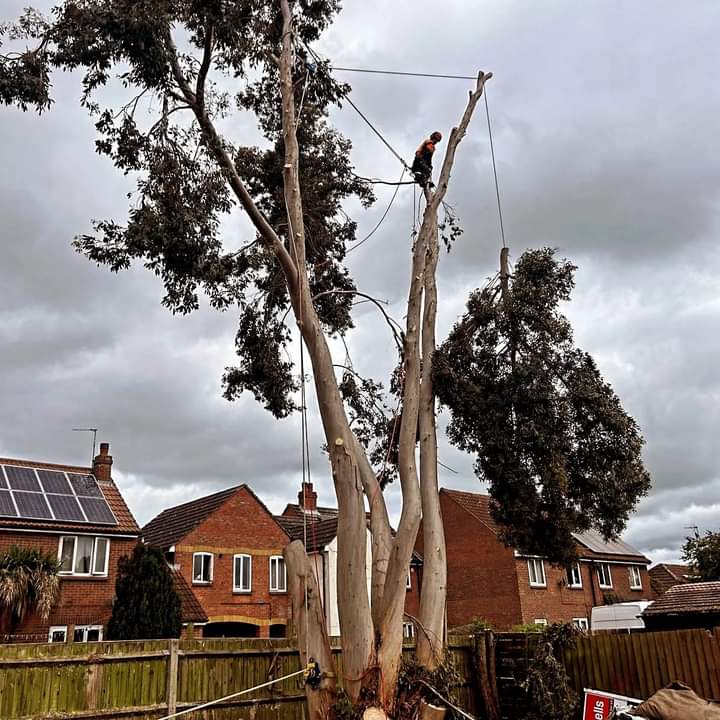 Technical dismantle overview