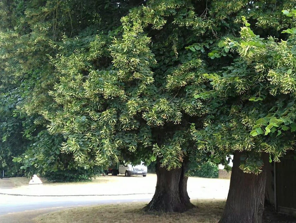 Lime Tree Lift before