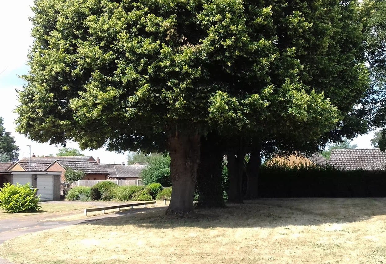 Lime Tree Lift overview